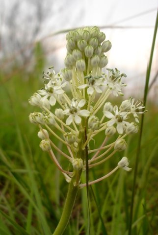 Schizocarphus nervosus flowers
